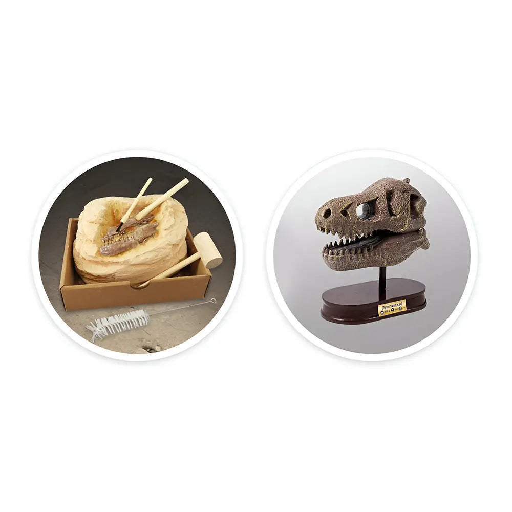 Buki Museum Skull T-rex 8A+