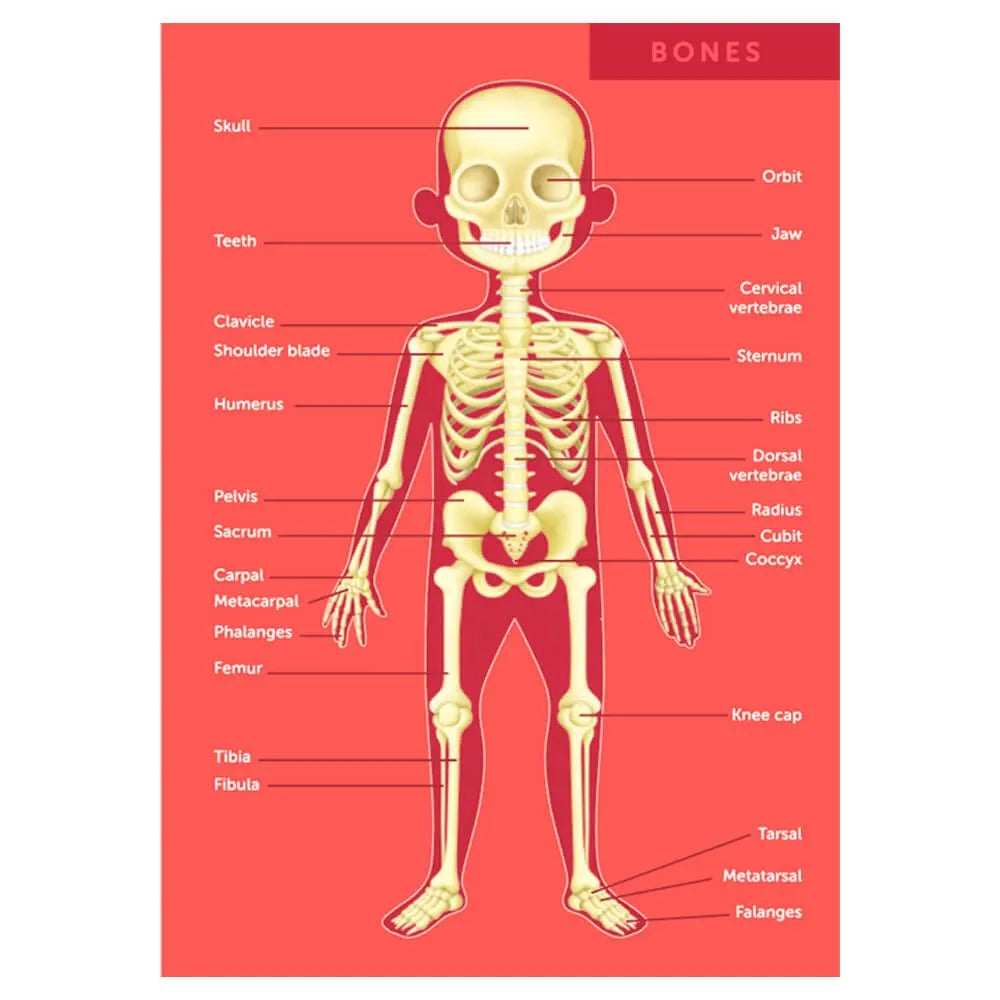 Eurekakids Puzzle Educativo 100 piezas El Cuerpo Humano - 6A+