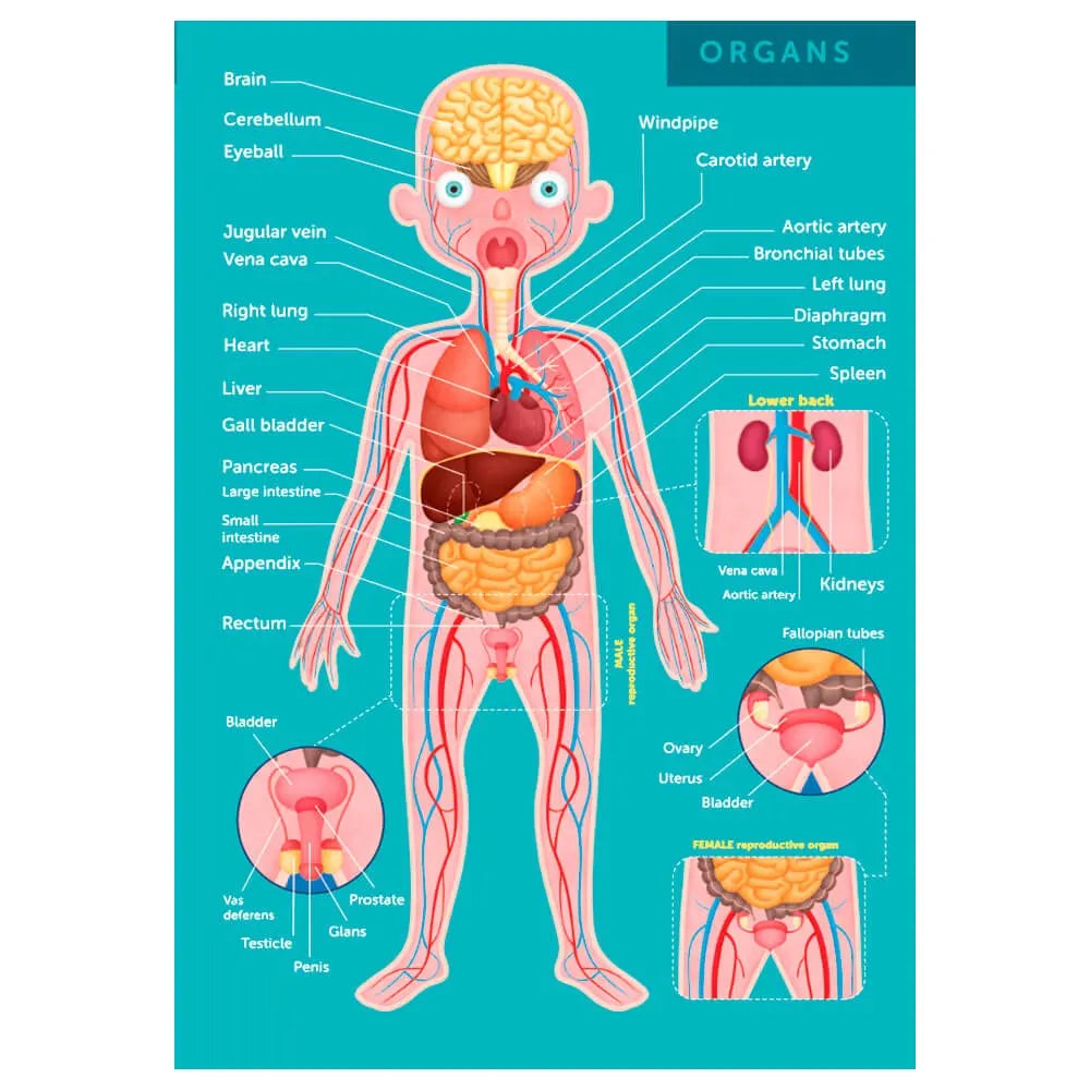 Eurekakids Puzzle Educativo 100 piezas El Cuerpo Humano - 6A+