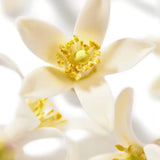 عطر نوكس بروديجيوس نيرولي 50 مل