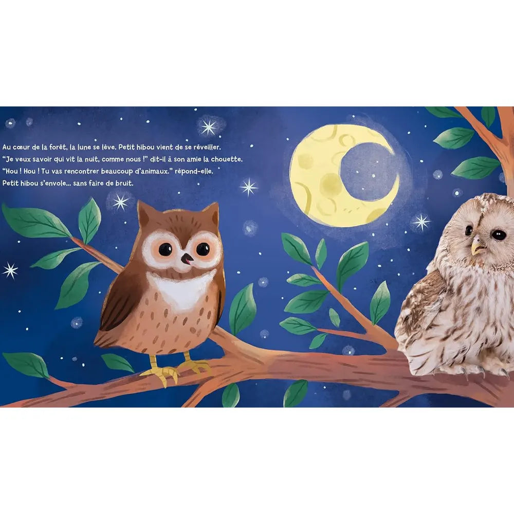 Little Owl Discovers the Night