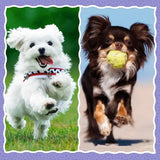 Trefl Puzzle 3en1 Lovely Dogs - 3A+