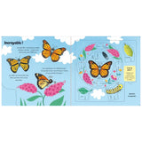 Butterflies – When the Caterpillar Becomes a Butterfly