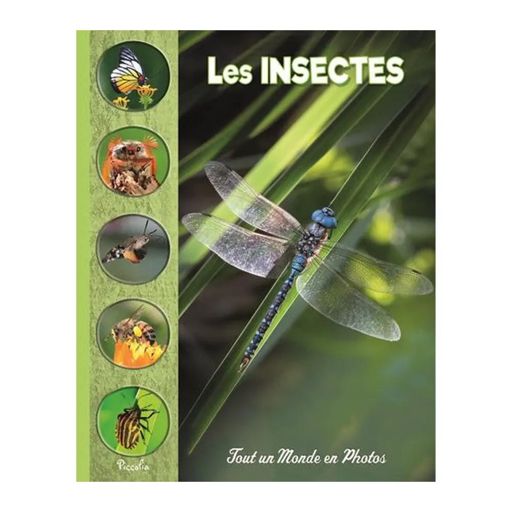 Insects – A Whole World in Photos