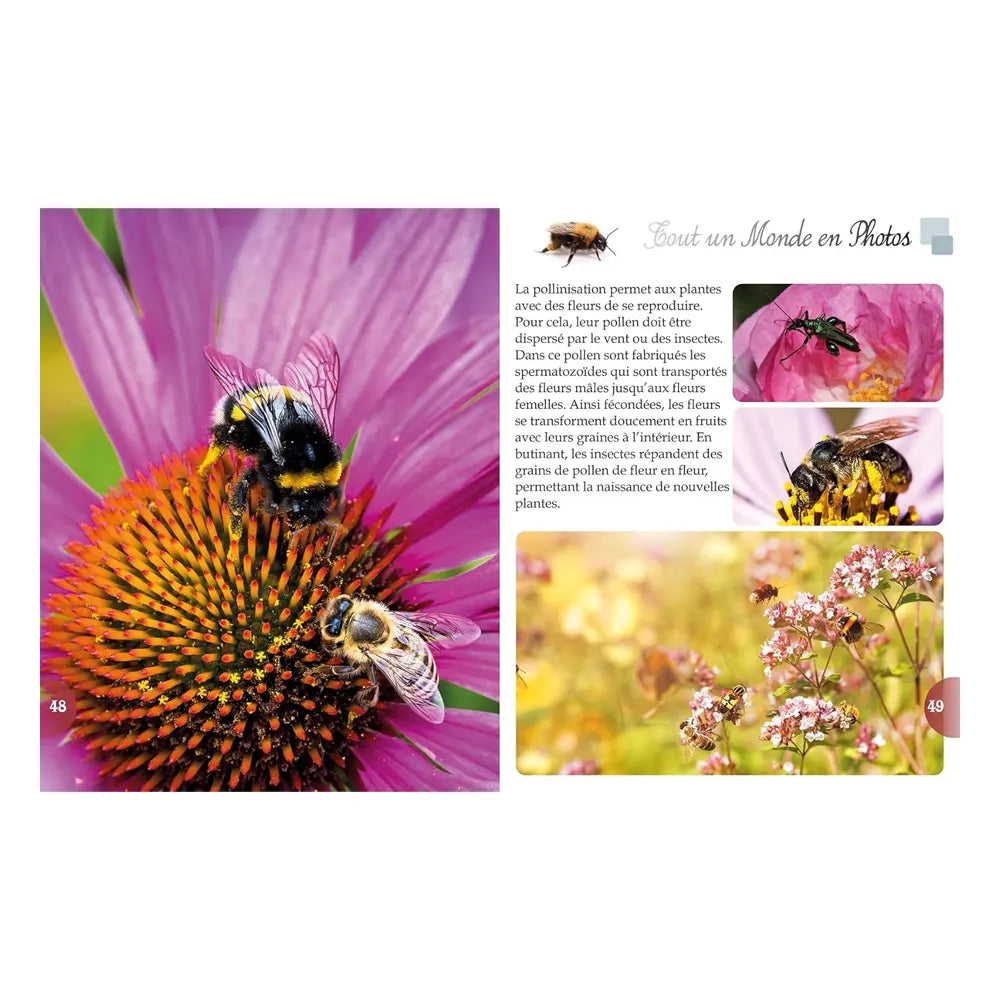 Insects – A Whole World in Photos