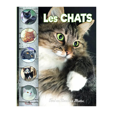 Los Gatos – Todo un Mundo en Fotos