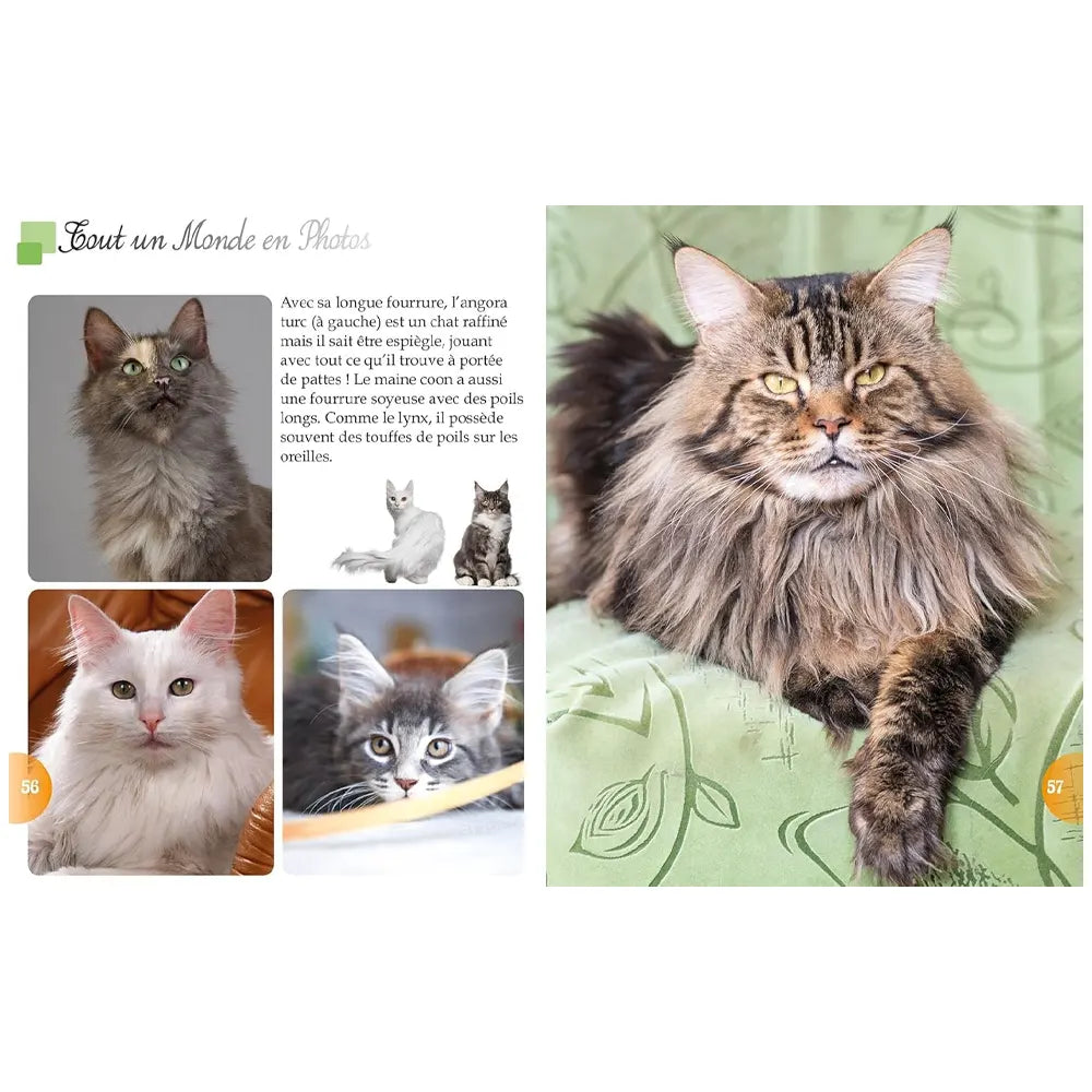 القطط – عالم كامل في صور