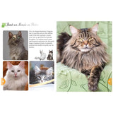 القطط – عالم كامل في صور