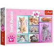 Trefl Puzzle Cute Cats 60 Pièces 4A+