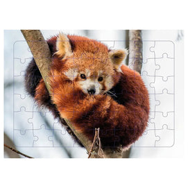 Piccolia Puzzle Photo Panda Roux 48 Pièces - 4A+